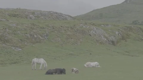 White Horse Rolling on Ground with Herd Jura Island Scotland GH5 Raw Stock Footage 331308130