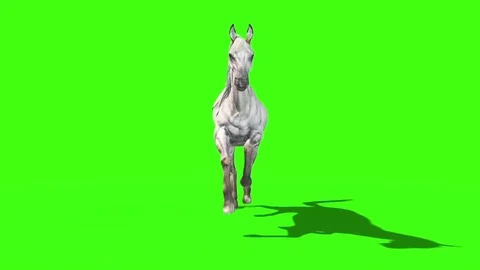 White Horse Runcycle Animals Front Green Screen 3D Rendering Animation Vidéo 80452898