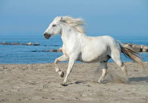 White Horse Running on the Beach, Kicking up Sand. Stock Photos