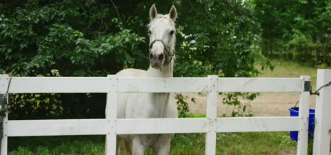 White Horse Running Video stock 230457702