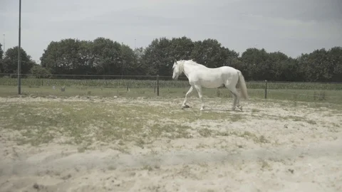 WHITE HORSE RUNNING IN THE NATURE Stock Footage