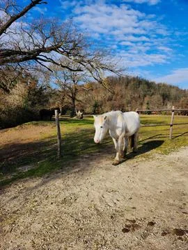 White Horse in Rustic Paddock Stock Photos