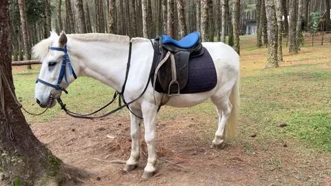 White Horse With Saddle Standing In Pine Forest Stock Footage 342141741