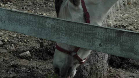 A white horse scratches its muzzle on a tree trunk behind a wooden fence. T.. Stock Footage 341991299