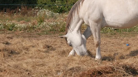 White horse scratching face using his leg Stock Footage 111840101