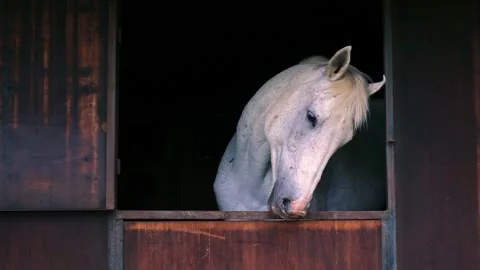 White Horse Scratching Head on Stable Window Stock Footage 320636067