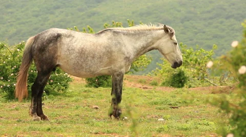 White horse sleeping. Stock Footage 55724587
