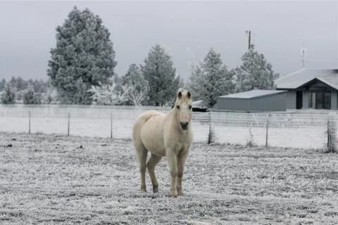 White horse in snow Stock Photos