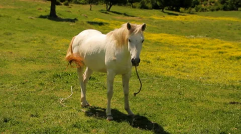 White horse on a spring pasture Stock Footage 33878239