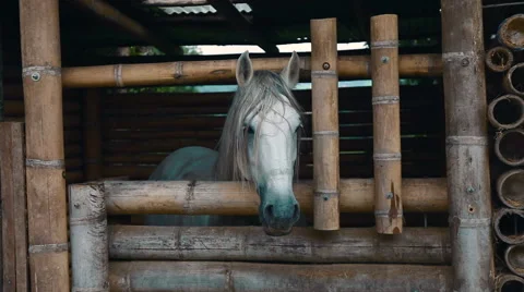 White Horse in Stable Stock Footage 48059068