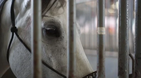 White Horse In Stable Video stock 52324906