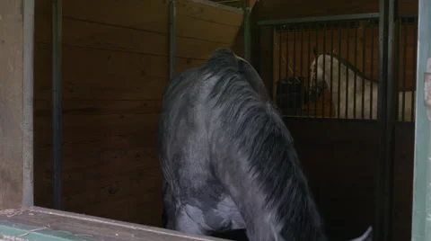 White Horse in Stable Stock Footage 67391571