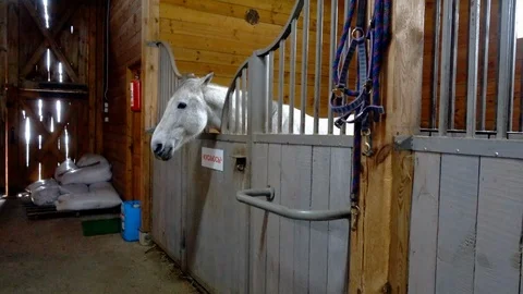 White horse in the stable Stock Footage 107573322