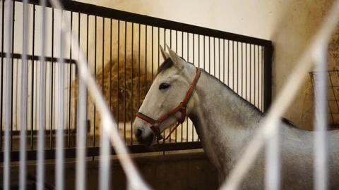 White horse on a stable Stock Footage 127101158