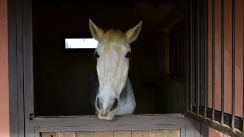 White horse in stable window on a ranch. Stock Footage 119891629