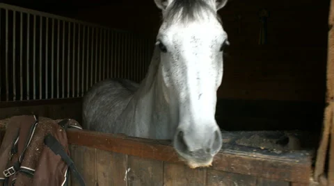 White horse in stables. Blackmagic camera footage Video stock 64403644