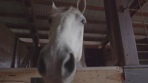 White Horse in Stall 스톡 동영상 80864699