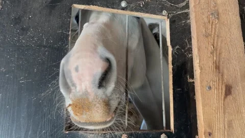 White Horse In Stall Stock Footage 170086268