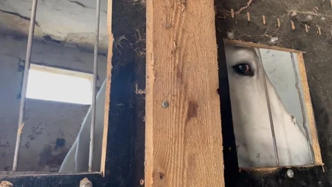 White Horse In Stall Stock Footage 170086282