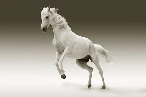 A white horse is standing up Stock Photos