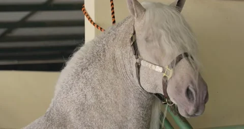 White horse standing in the stalls Stock Footage 159572704