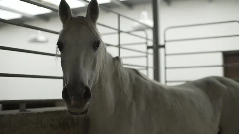 White Horse Staring Stock Footage 159960088