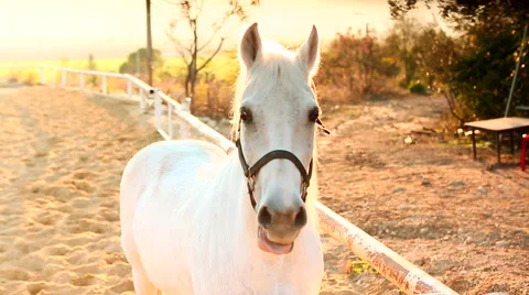 White Horse in the Sun Stock Footage 49696939
