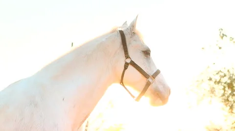 White Horse in the Sun Stock Footage 49697196