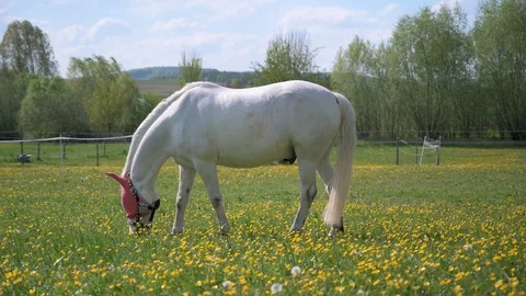 White horse with sunscreen eats grass in a pasture Stock Footage 130117116