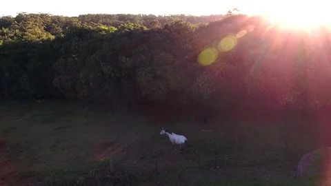 White horse in sunset Stock Footage 75166150
