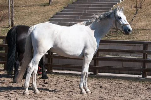The white horse training Stock Photos