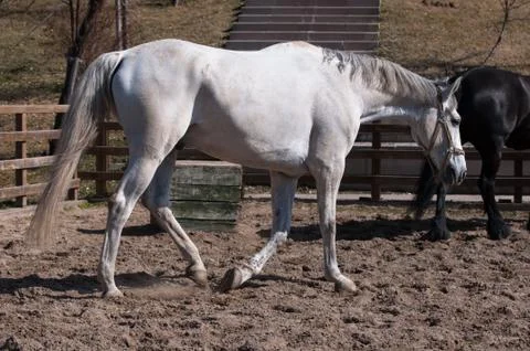 The white horse training Stock Photos