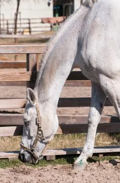 The white horse training Stock Photos