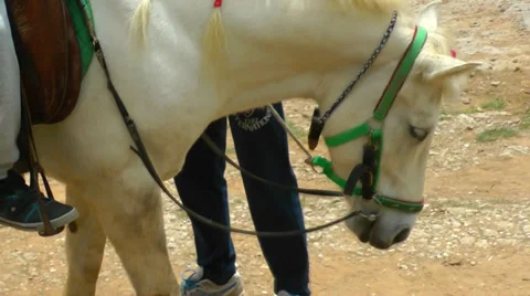 A white horse is waiting. Vídeos de archivo 37503538