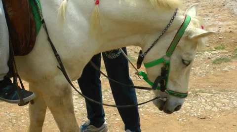 A white horse is waiting. Vídeos de archivo 37718152