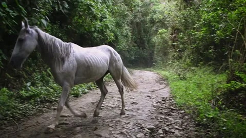 White horse walks alone through the Colombian jungle Stock Footage 211559067