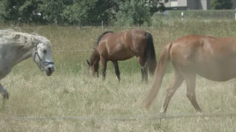 A white Horse walks quickly over the Paddock in 4K Stock Footage 66448247
