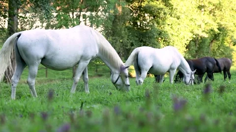 White horses and brown foals grazing in the meadow Stock Footage 248242536