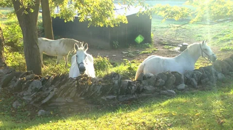 White Horses Feeding Time Stock Footage 30020299