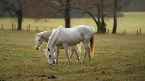 White horses Video stock 512277