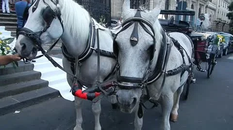 White horses. Stock Footage 12031300