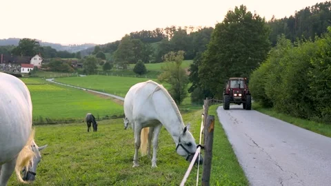 White horses graze in a meadow, a large tractor rides along the road. Stock Footage 248355023