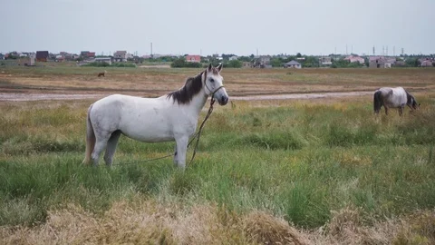 White horses on a large field Stock Footage 109247058
