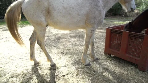 White horse's legs while it's eating hay with the sun on its back Stock Footage 140401646