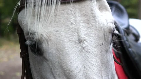 White horse's muzzle Stock Footage 143088622