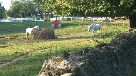 White horses in pasture Stock Footage 30049716