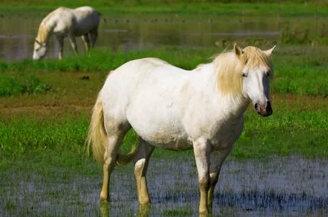 White horses Stock Photos