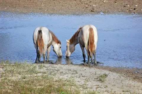 White horses Stock Photos
