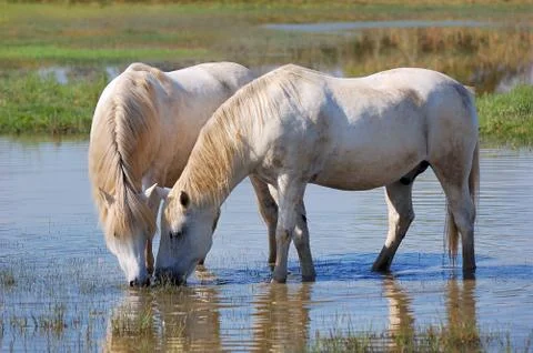 White horses Stock Photos