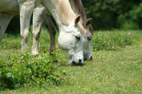 White horses Stock Photos